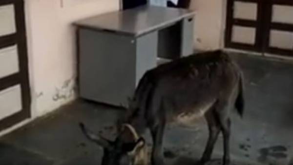 పంచాయతీ కార్యాలయంలో అధికారులకు అనేకమార్లు ఫిర్యాదు