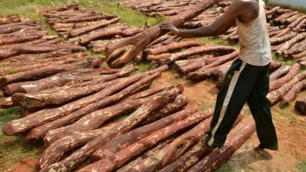 చిత్తూరు జిల్లాలో 21 మంది ఎర్ర చందనం స్మగ్లర్లను అరెస్ట్ చేసిన టాస్క్ ఫోర్స్ అధికారులు చిత్తూరు జిల్లాలో 21 మంది ఎర్ర చందనం స్మగ్లర్లను అరెస్ట్ చేసిన టాస్క్ ఫోర్స్ అధికారులు