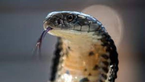 బతుకుజీవుడా.. బతుకుజీవుడా..