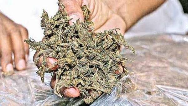 తెలంగాణాలో తగ్గిన గంజాయి సాగు .. అయినా తెలంగాణాలో గంజాయి గుప్పు