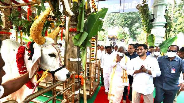 మొదట గోమాత.... తరువాత శ్రీవారి దర్శనం