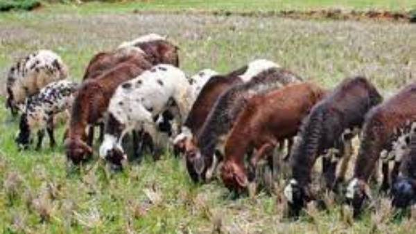 గొర్రెలు ఆంత్రాక్స్ వల్ల చనిపోయినట్టు రిపోర్ట్