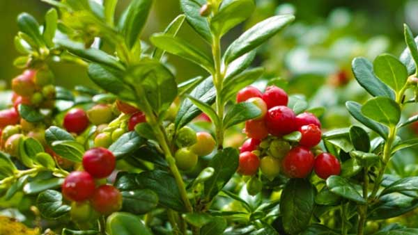 ఏపీలోనూ సాగు..