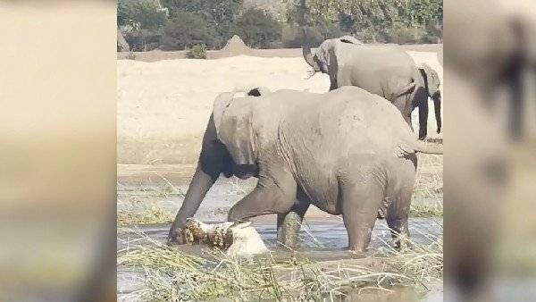  పిల్ల ఏనుగు