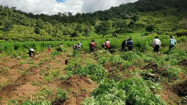 విశాఖ జి.మాడుగుల మండలంలో గంజాయి క్షేత్రాలపై దాడులు