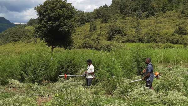 సమస్య మూలాలలోకి వెళ్లి పరిష్కరిస్తేనే గంజాయి నిర్మూలన సాధ్యం