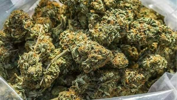 ఏటా ఎనిమిది వేల కోట్ల విలువైన గంజాయి దేశ, విదేశాలకు అక్రమ రవాణా 