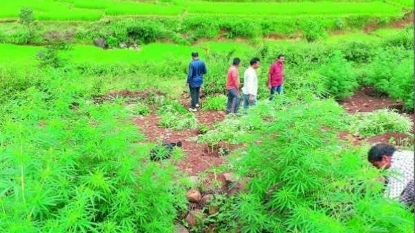 ఏపీ గంజాయి చేరుతున్న రాష్ట్రాలివే .. విదేశాలకు రవాణా 