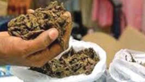 గతంలోనూ గంజాయి సాగు .. కానీ ఇప్పుడే ఏపీ గంజాయిపై చర్చ గతంలోనూ గంజాయి సాగు .. కానీ ఇప్పుడే ఏపీ గంజాయిపై చర్చ