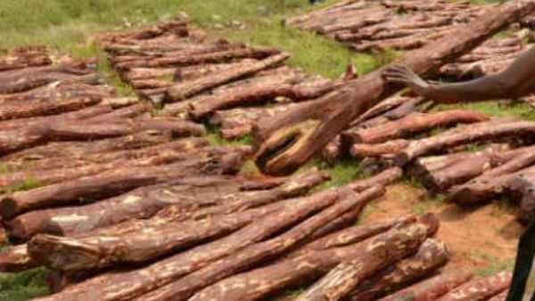  Most Wanted international red sandalwood smuggler Ramanatha Reddy caught by police