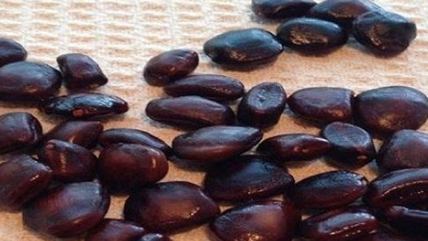 Tamarind Seeds: IIT Roorkee Professors have shown that a protein found and antiviral properties