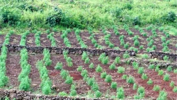 గంజాయి సాగు ఆపటం కోసం ఆపరేషన్ పరివర్తన్ 