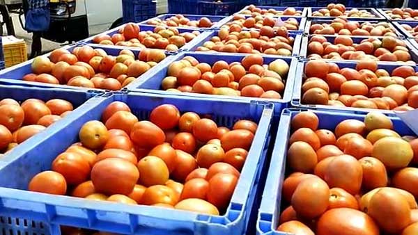 చెన్నైలో కిలో టమోటా ధర రూ 140