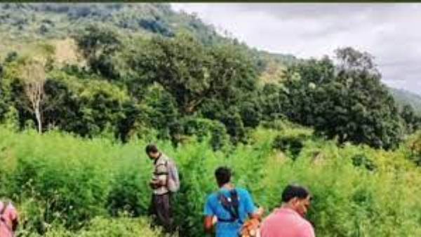 ఆపరేషన్ పరివర్తన .. ఇప్పటివరకు 15 వందల కోట్ల గంజాయి తోటల ధ్వంసం