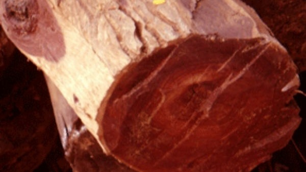  పోలీస్ ఇన్‌ఫార్మర్లు యాక్టివ్.. 