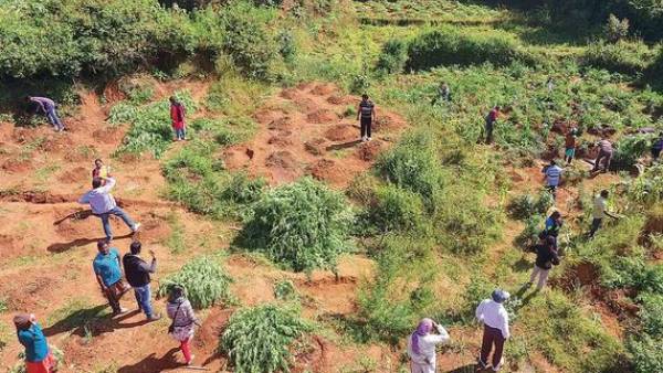 గంజాయి సాగుకు అనుకూల వాతావరణం, నేల పరిస్థితులు, మావోల ప్రోత్సాహం గంజాయి సాగుకు అనుకూల వాతావరణం, నేల పరిస్థితులు, మావోల ప్రోత్సాహం