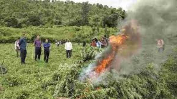 1973లో గంజాయి అక్రమ రవాణాపై తొలి కేసు, 1973లో గంజాయి అక్రమ రవాణాపై తొలి కేసు,