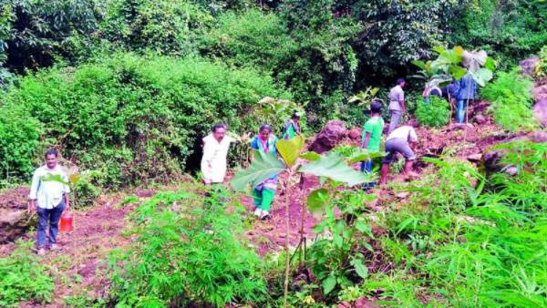 విశాఖ ఏజెన్సీ మండలాల్లో జోరుగా సాగు, ఇతర రాష్ట్రాలకు స్మగ్లింగ్ విశాఖ ఏజెన్సీ మండలాల్లో జోరుగా సాగు, ఇతర రాష్ట్రాలకు స్మగ్లింగ్