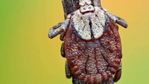 హైదరాబాద్‌లో స్క్ర‌బ్ టైఫస్ వ్యాధి