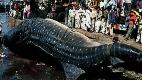  కృష్ణాన‌దిలో వ‌ల‌కు చిక్కు భారీ టేకు చేప‌