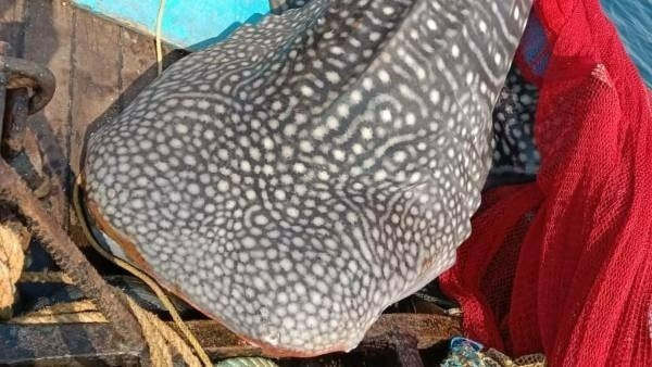  వెల్‌షార్క్ తిరిగి స‌ముద్రంలోకి.. 