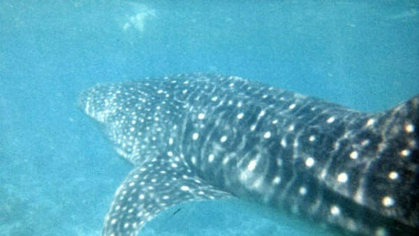 ప్రపంచంలోని అతిపెద్ద చేప ..