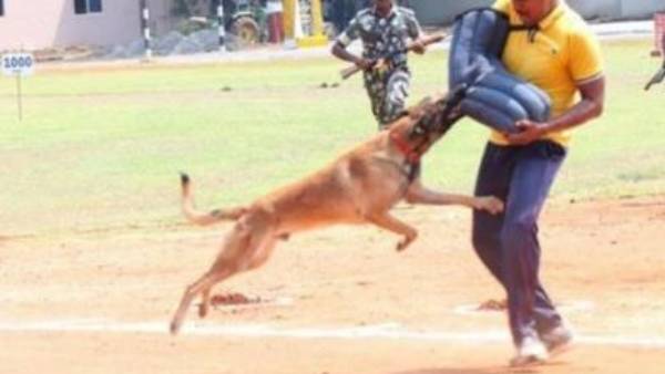  డీజీపీకి పుష్పగుచ్ఛాలు అందించి అందరినీ ఆశ్చర్యానికి గురి చేసిన పోలీస్ జాగిలం లవ్లీ