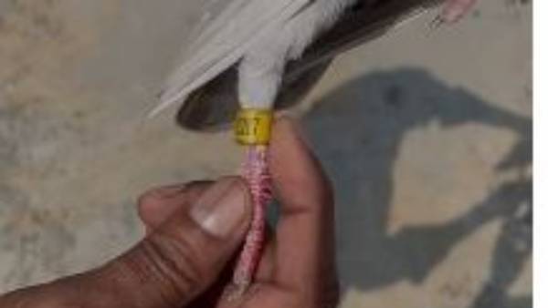 ఒడిశాలోనూ పావురాల కాళ్ళకు జియో ట్యాగ్ ల కలకలం