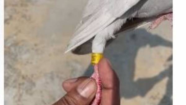  చైనా పంపిన గూఢచర్యమా.. అన్న అనుమానం