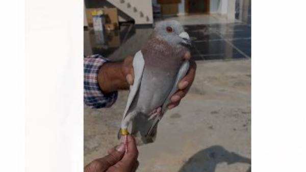 నాలుగు నెలల క్రితం కూడా జియో ట్యాగ్ తో ఓ పావురం