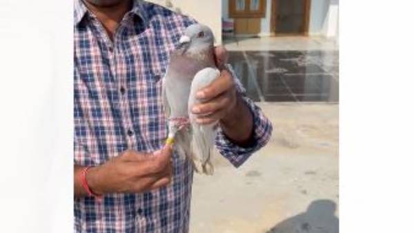 ప్రకాశం జిల్లా చీమకుర్తిలో కాలికి రబ్బర్ ట్యాగ్ తో పావురం