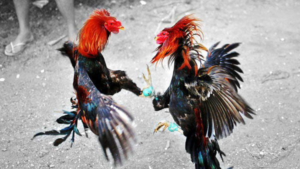 కోడిపందాలకు అడ్డుకట్ట సాధ్యమేనా ?