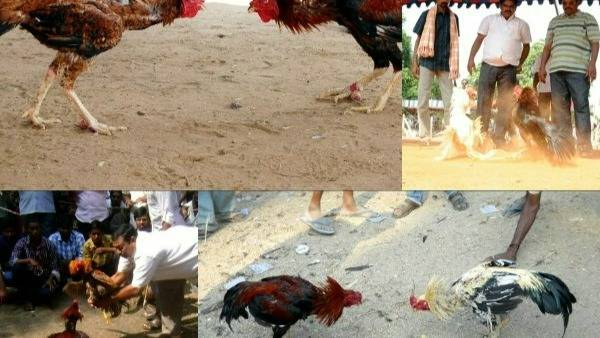  సంక్రాంతి కోడి పందాలు