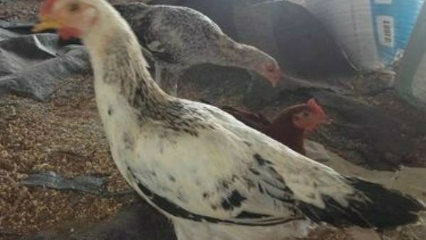 కోళ్లు చంపేశారని కేసు పెట్టిన రైతు