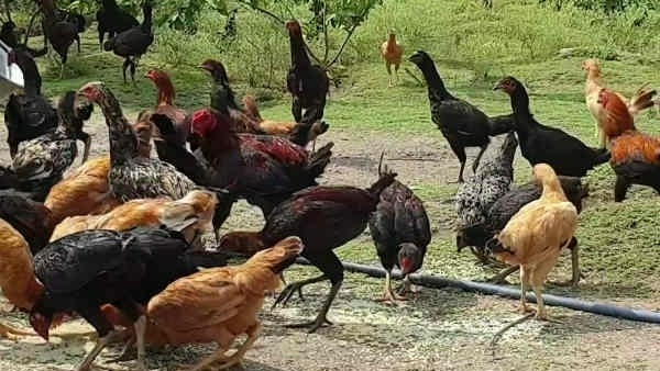 ఉదయం చూస్తే అన్ని కోళ్లు చచ్చిపోయాయి