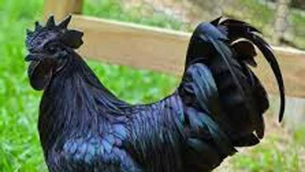 పందెం కోళ్లు తెచ్చుకున్నాడు