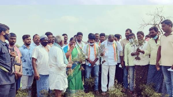 రైతులు సంతోషంగా లేరు.. పిట్టల్లా రాలి పోతున్న మిర్చి రైతులన్న కాంగ్రెస్ ఎమ్మెల్యే