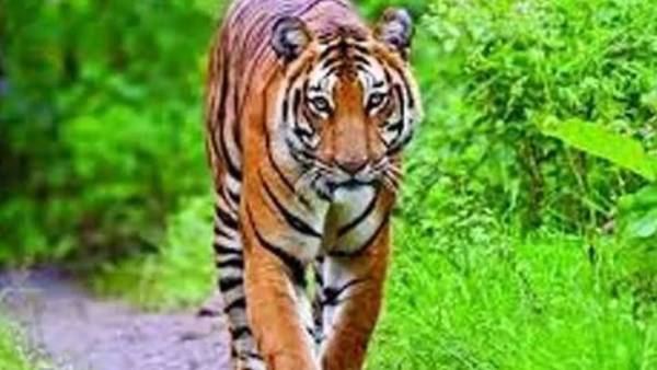 ద్వారకా తిరుమల శివారు గ్రామాల్లో పులి ఆందోళన ద్వారకా తిరుమల శివారు గ్రామాల్లో పులి ఆందోళన