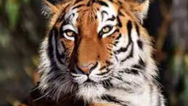 పులిలాంటి జంతువు సంచరిస్తున్న ఆనవాళ్లను గుర్తించిన రైతులు పులిలాంటి జంతువు సంచరిస్తున్న ఆనవాళ్లను గుర్తించిన రైతులు