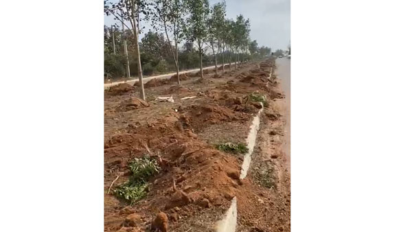 వేలాది చెట్లు నేలమట్టం..