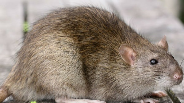  ఎలుకలపై పరిశోధనలు...