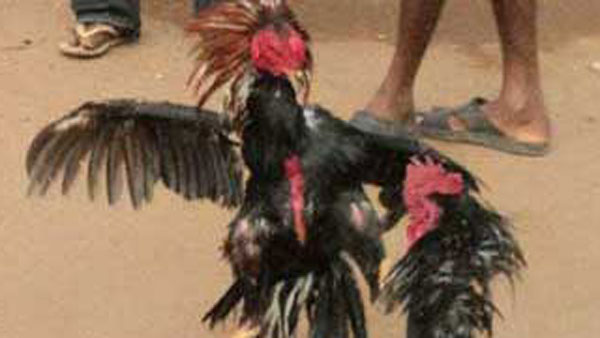 కోడిని చీరలో చుట్టి బస్సులో తీసుకెళ్ళే యత్నం చేసిన ప్రయాణికుడు కోడిని చీరలో చుట్టి బస్సులో తీసుకెళ్ళే యత్నం చేసిన ప్రయాణికుడు