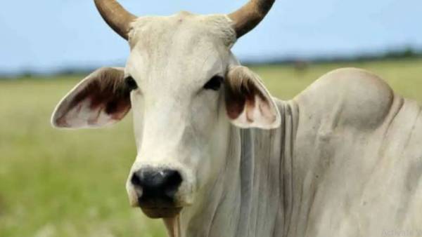  ఆవులు పెంచుకుంటున్నారు