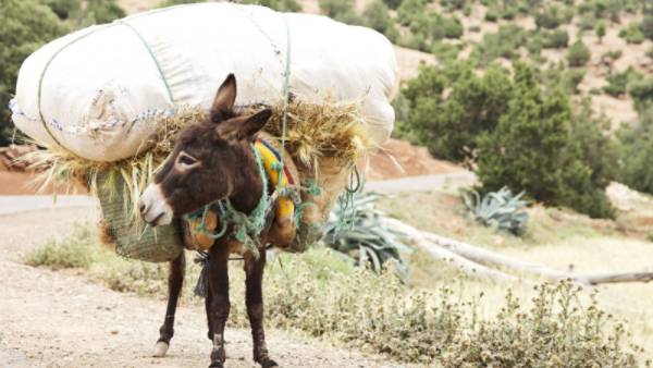 తెలివిలేని గాడిద