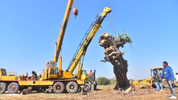 చిగురించేలా చేసిన ప్రకృతి ప్రేమికుడు, మర్రి చెట్టు కోసం రంగంలోకి సంతోష్, కేటీఆర్