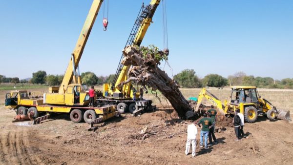 మర్రిచెట్టును తరలించి సిరిసిల్ల నూతన కలెక్టరేట్ లో ట్రాన్స్ లొకేట్