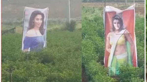 నిజామాబాద్ రైతు ఆదర్శ వ్యవసాయం.. చుట్టూ ప్రక్కల గ్రామాల్లో అందరి దృష్టి ఆయన సాగుపైనే నిజామాబాద్ రైతు ఆదర్శ వ్యవసాయం.. చుట్టూ ప్రక్కల గ్రామాల్లో అందరి దృష్టి ఆయన సాగుపైనే