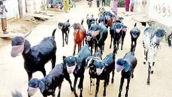 మేక మీద రేప్ చేసి చిక్కిపోయాడు