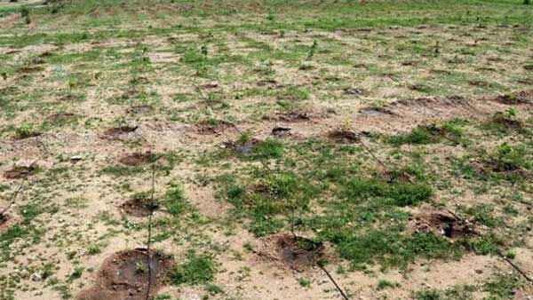 127 ఎకరాల భూమి..