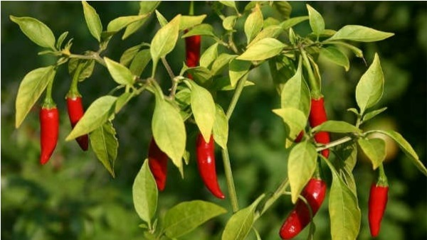 వరంగల్ మార్కెట్ నుండి ఇతర రాష్ట్రాలకు, విదేశాలకు మిర్చి ఎగుమతి 